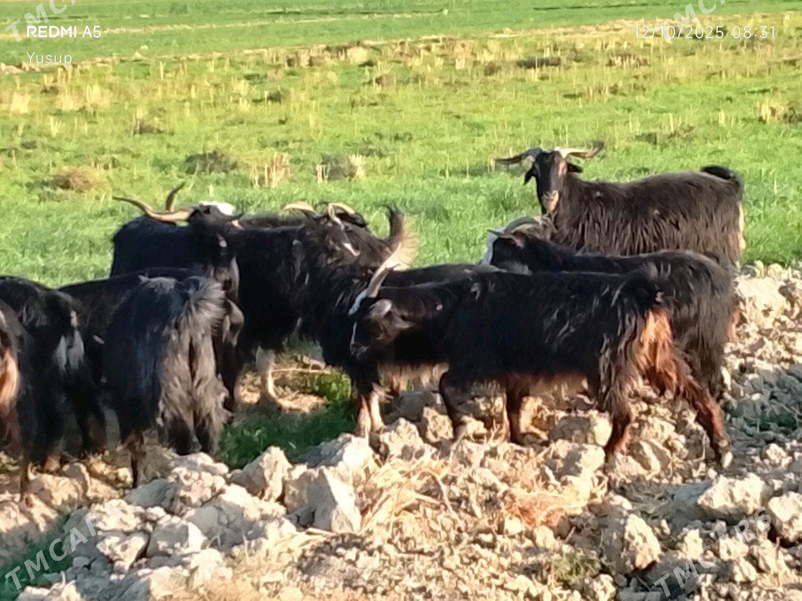 Geci we erkc - Gyzylarbat - img 4