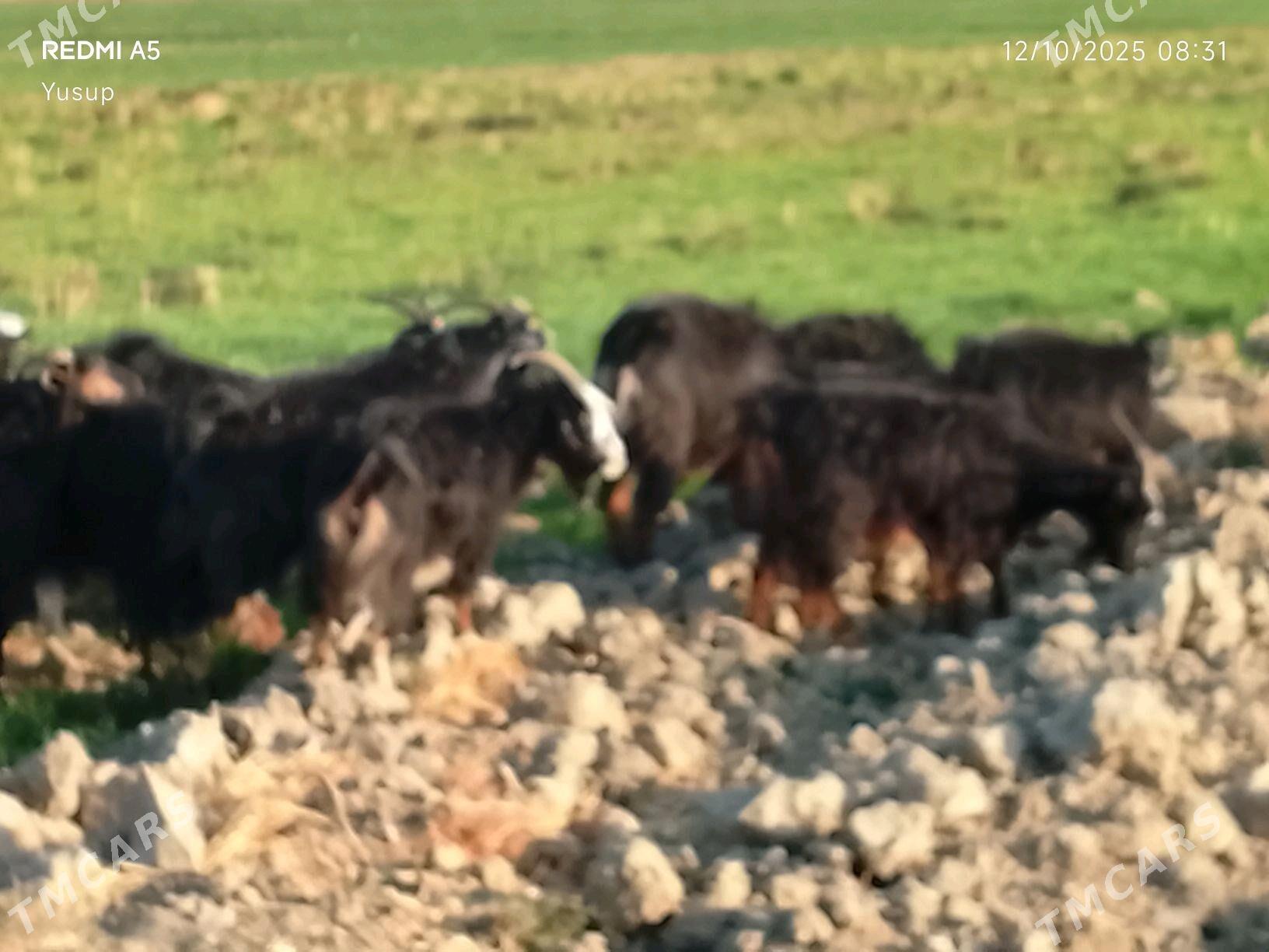 Geci we erkc - Gyzylarbat - img 3