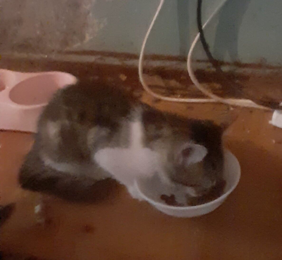 котята - Gagarin köç, köne Howa menzili - img 4