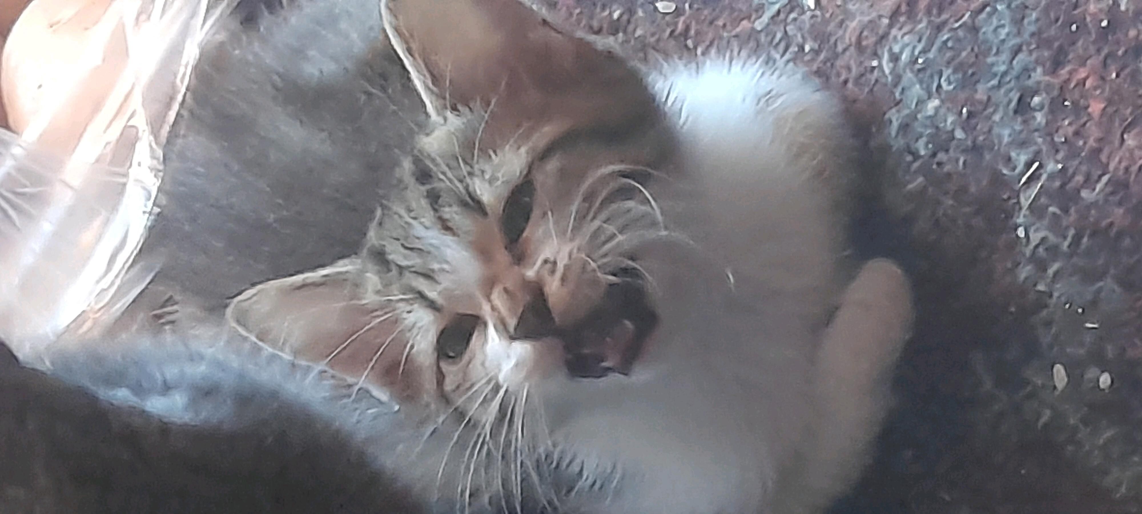 котята - Gagarin köç, köne Howa menzili - img 5