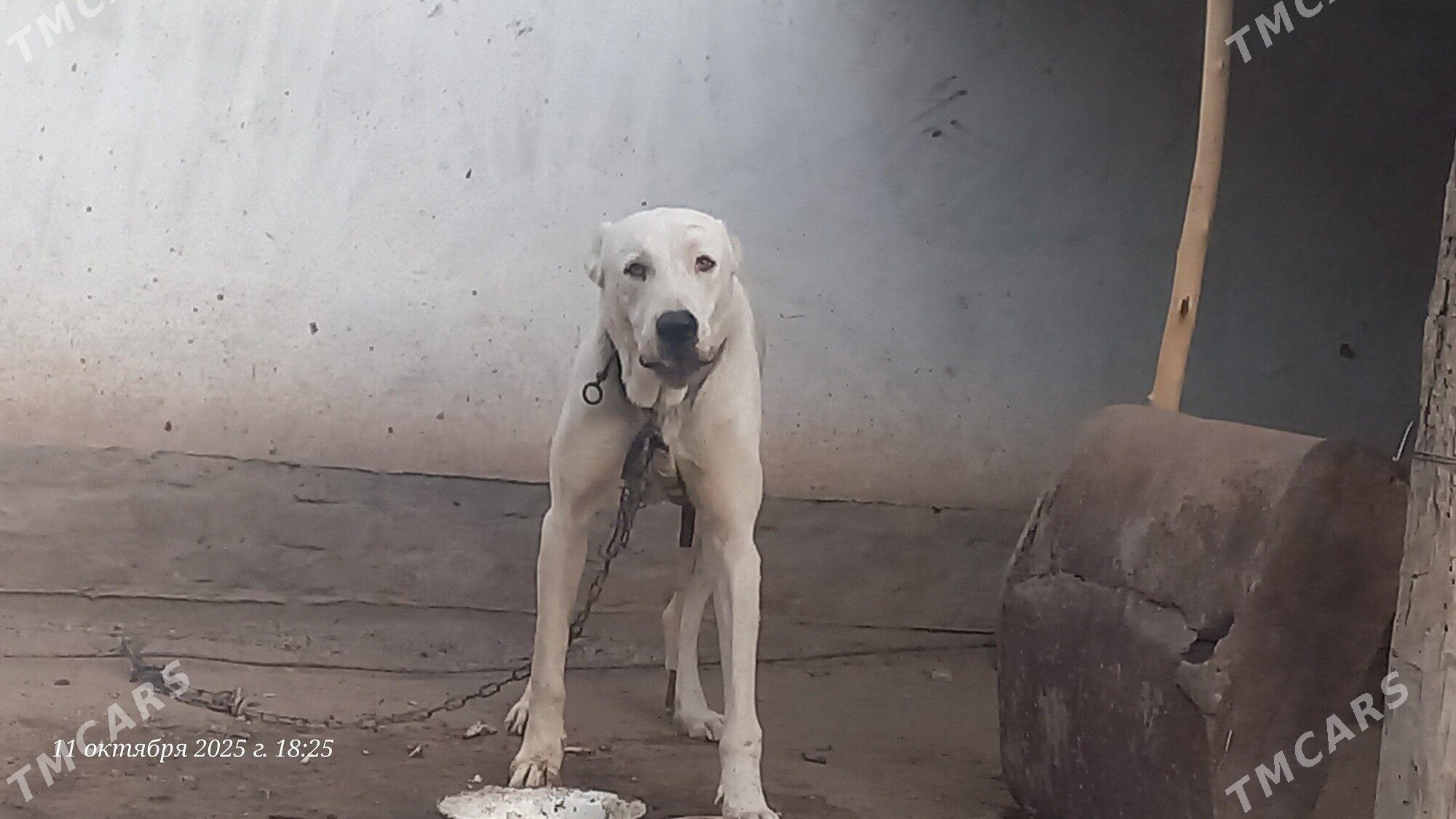 Alabaý it - Daşoguz - img 1