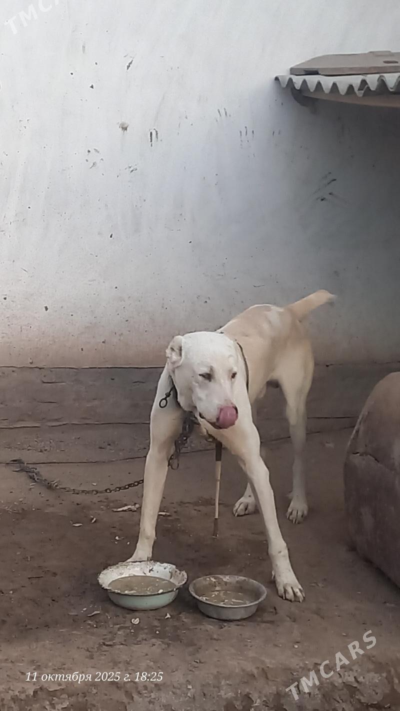 Alabaý it - Daşoguz - img 3