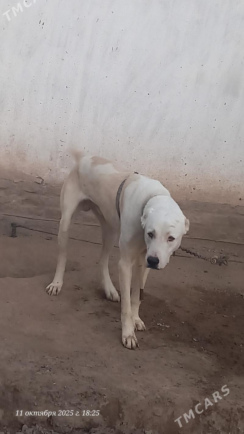 Alabaý it - Daşoguz - img 2