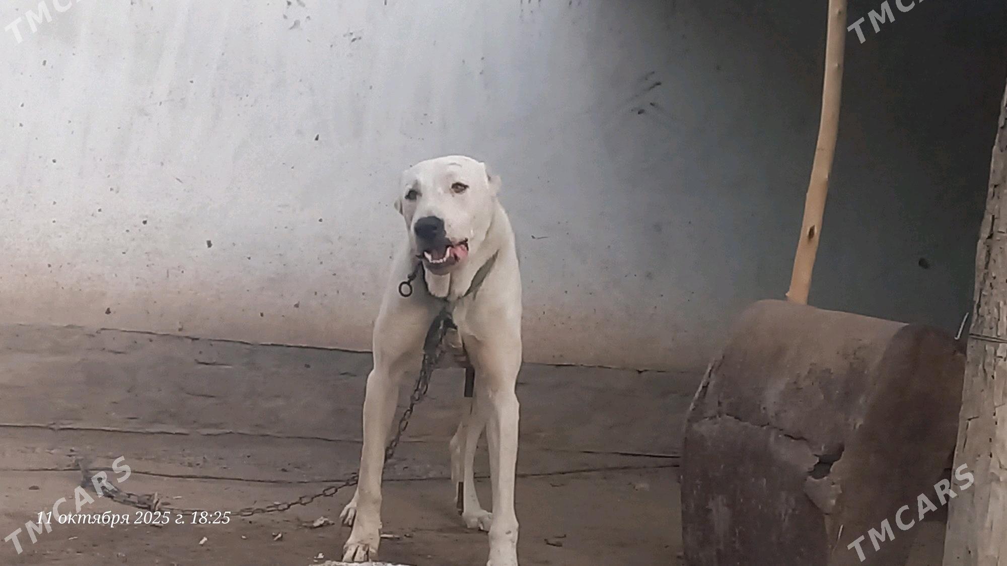 Alabaý it - Daşoguz - img 4