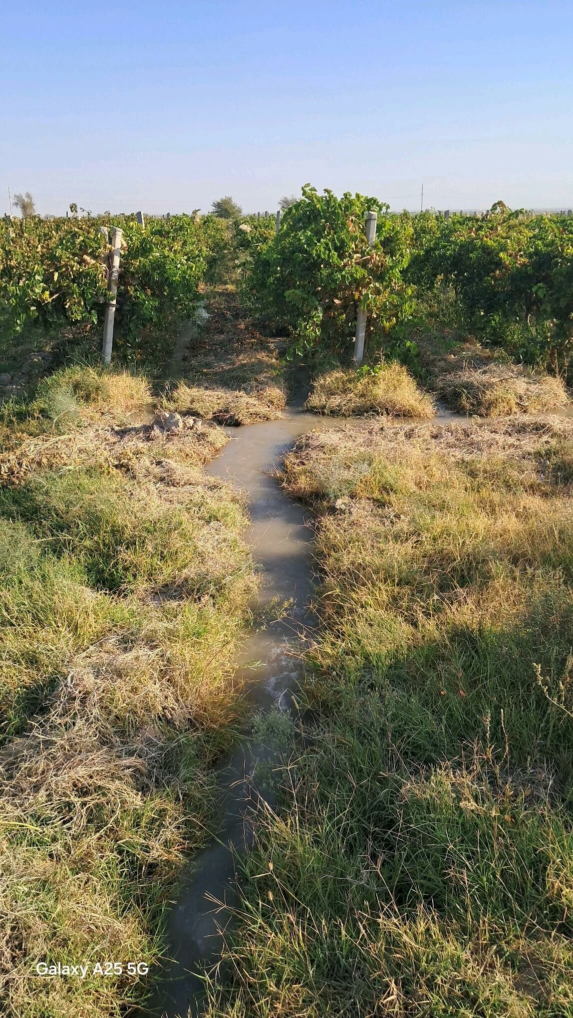 Taypi Üzüm yer - Яшлык - img 2