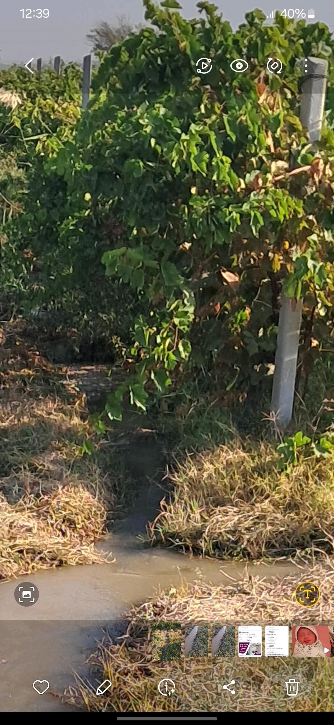 Taypi Üzüm yer - Яшлык - img 3