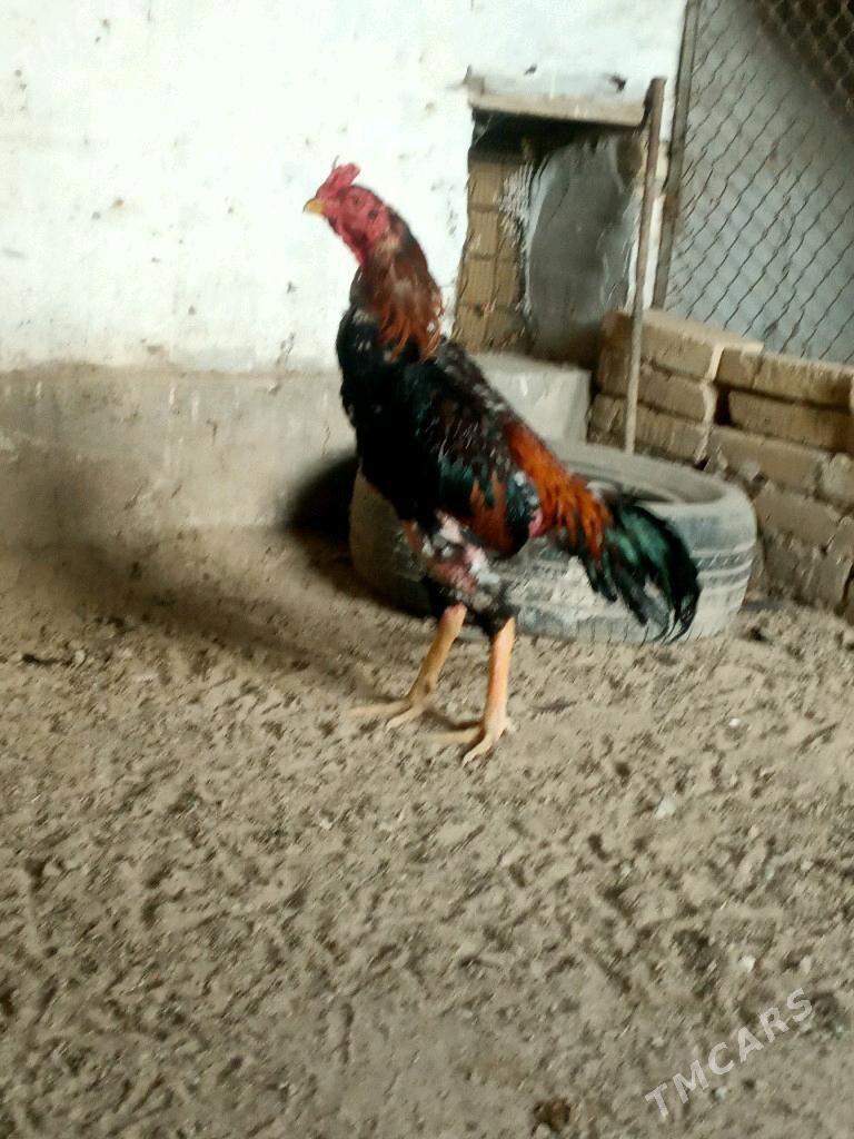 xoraz - Çärjew - img 2