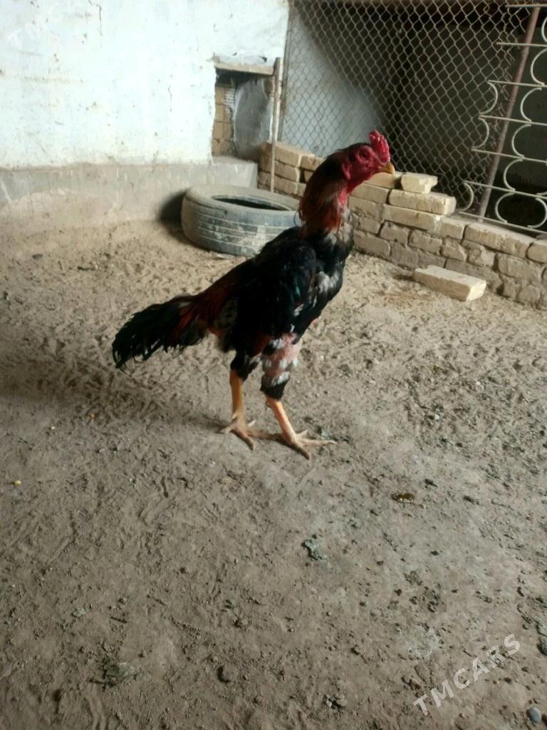 xoraz - Çärjew - img 3