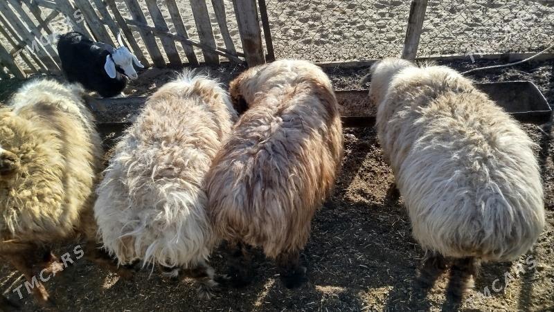 goyunlar - Esenguly - img 1