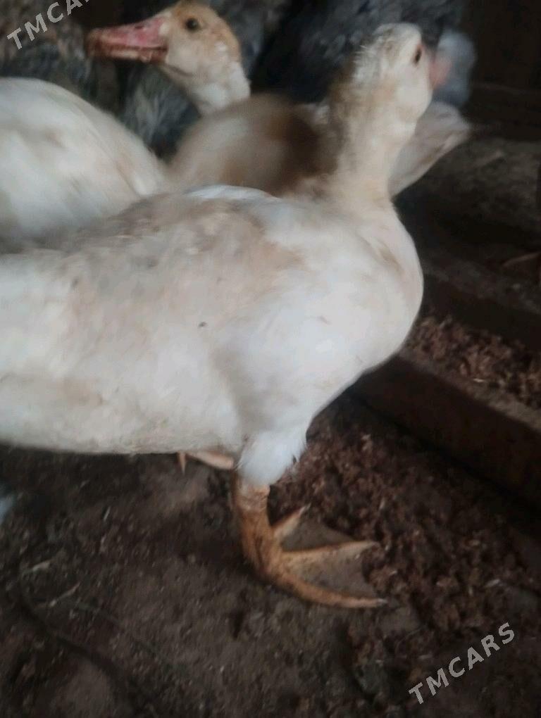 ördek - Murgap - img 5