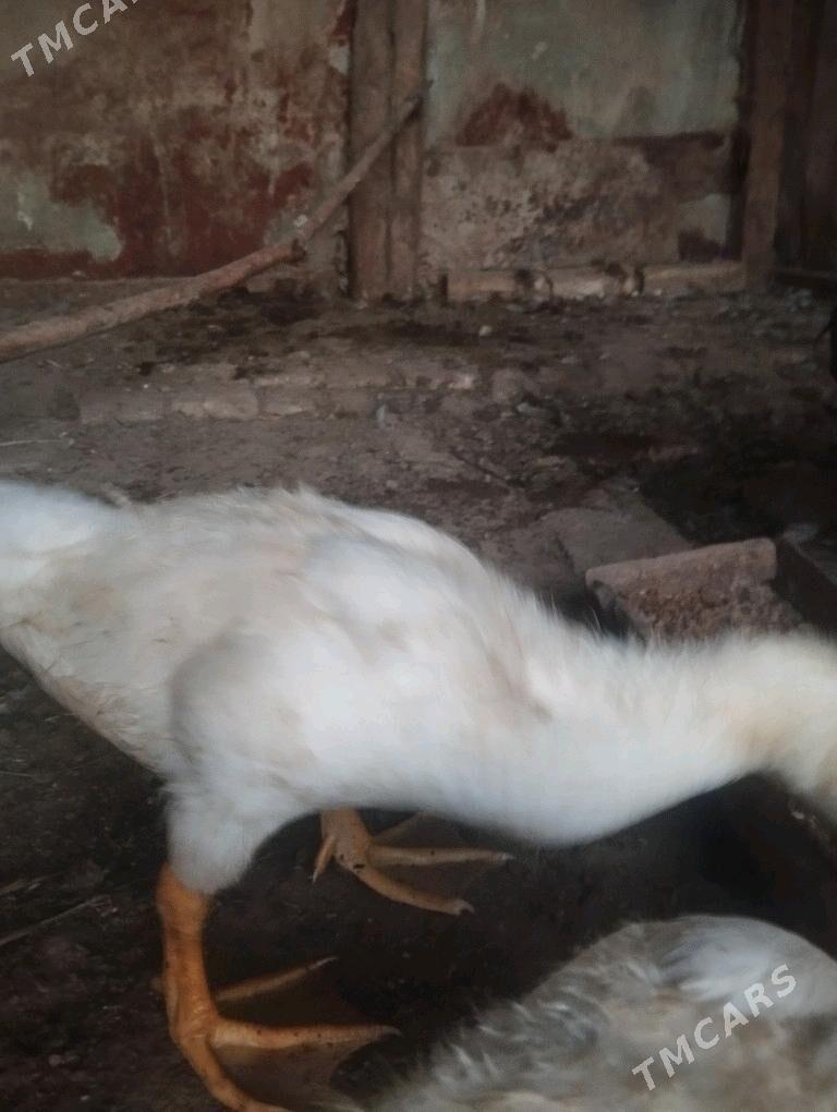 ördek - Murgap - img 2