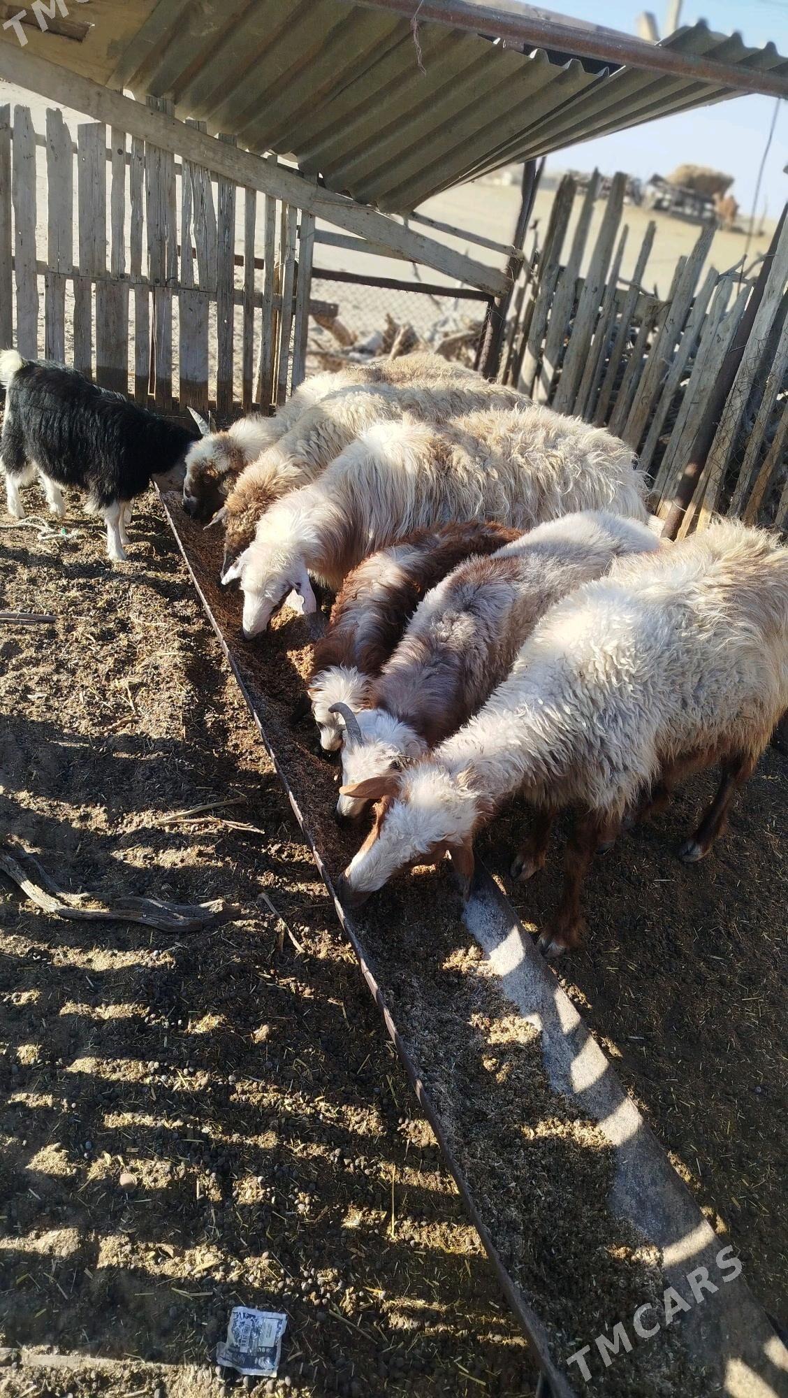 goyunlar - Esenguly - img 3