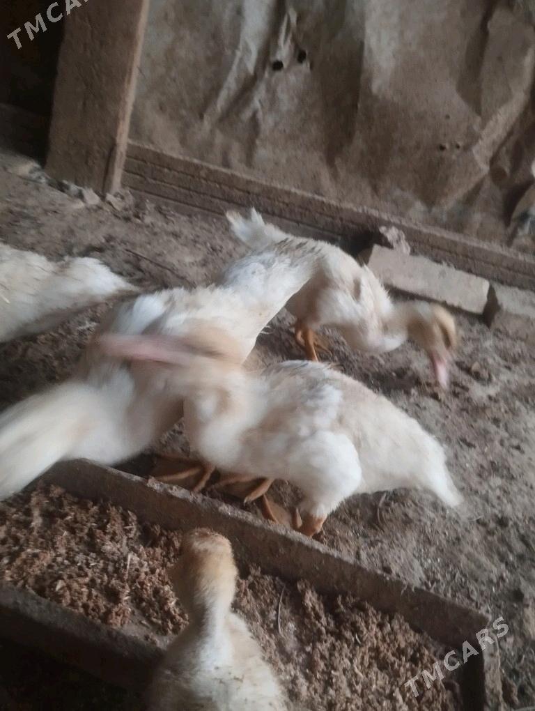 ördek - Murgap - img 3