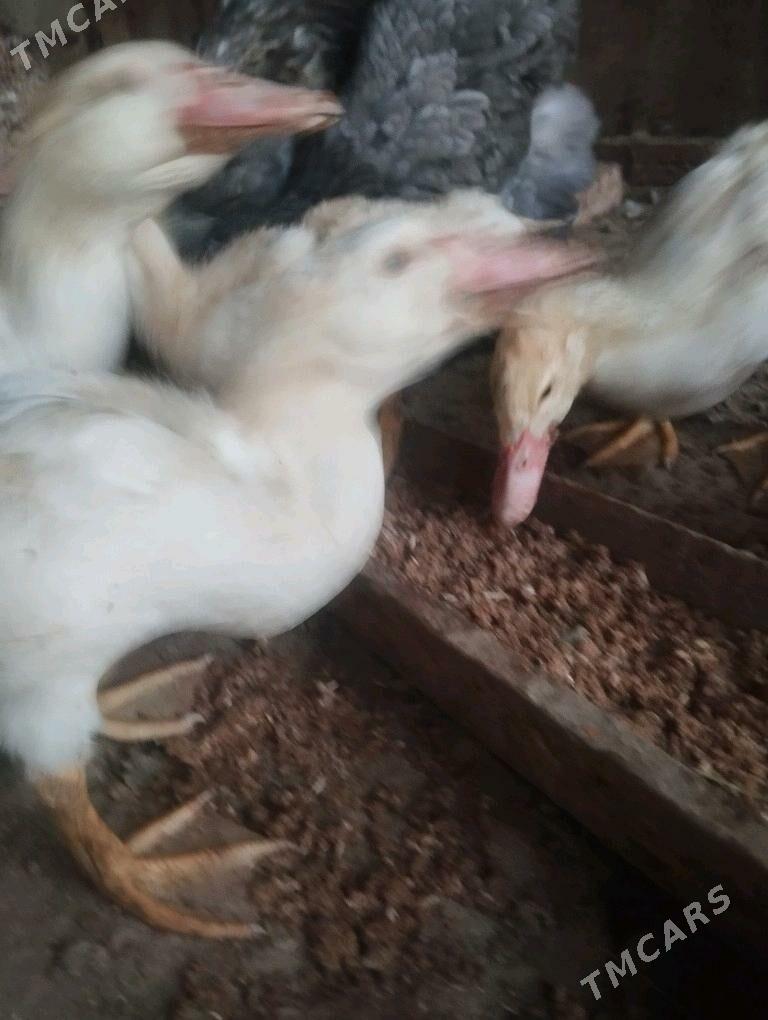 ördek - Murgap - img 1