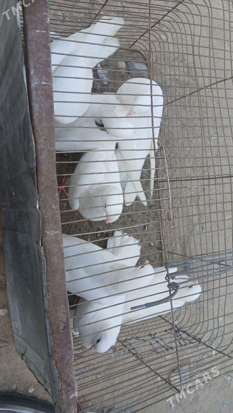 kepderi - Hitrowka - img 3