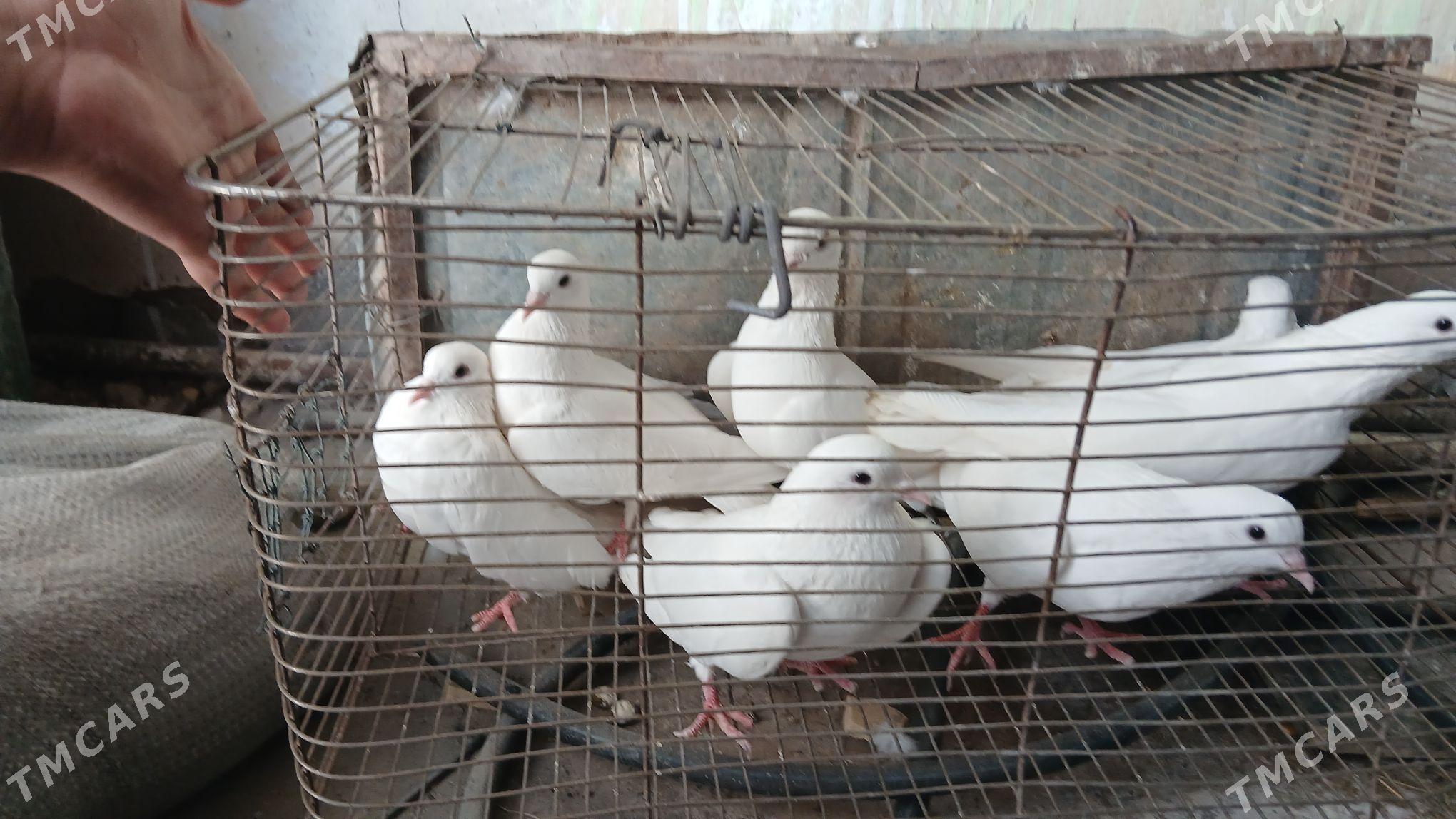 kepderi - Hitrowka - img 2