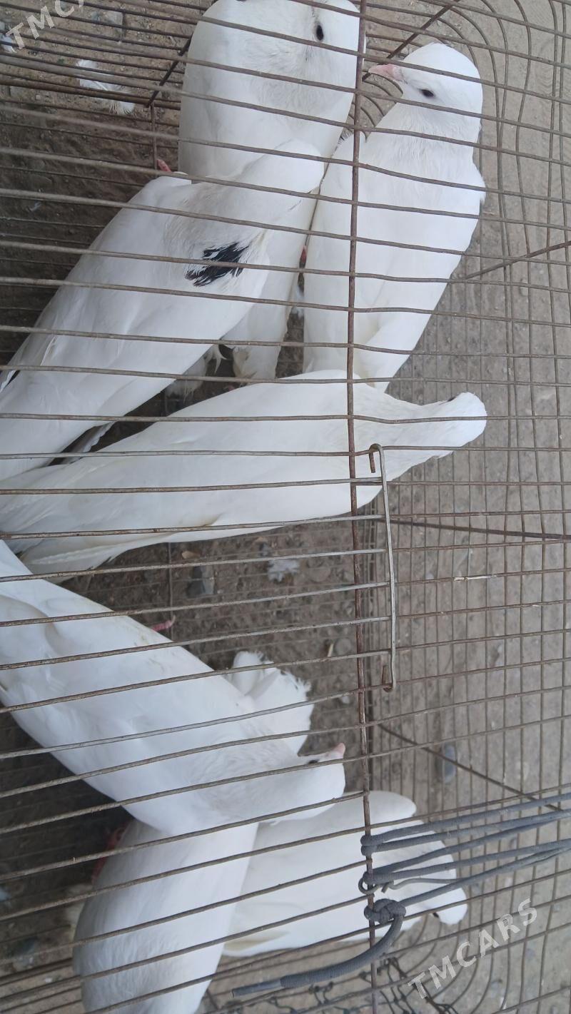 kepderi - Hitrowka - img 4