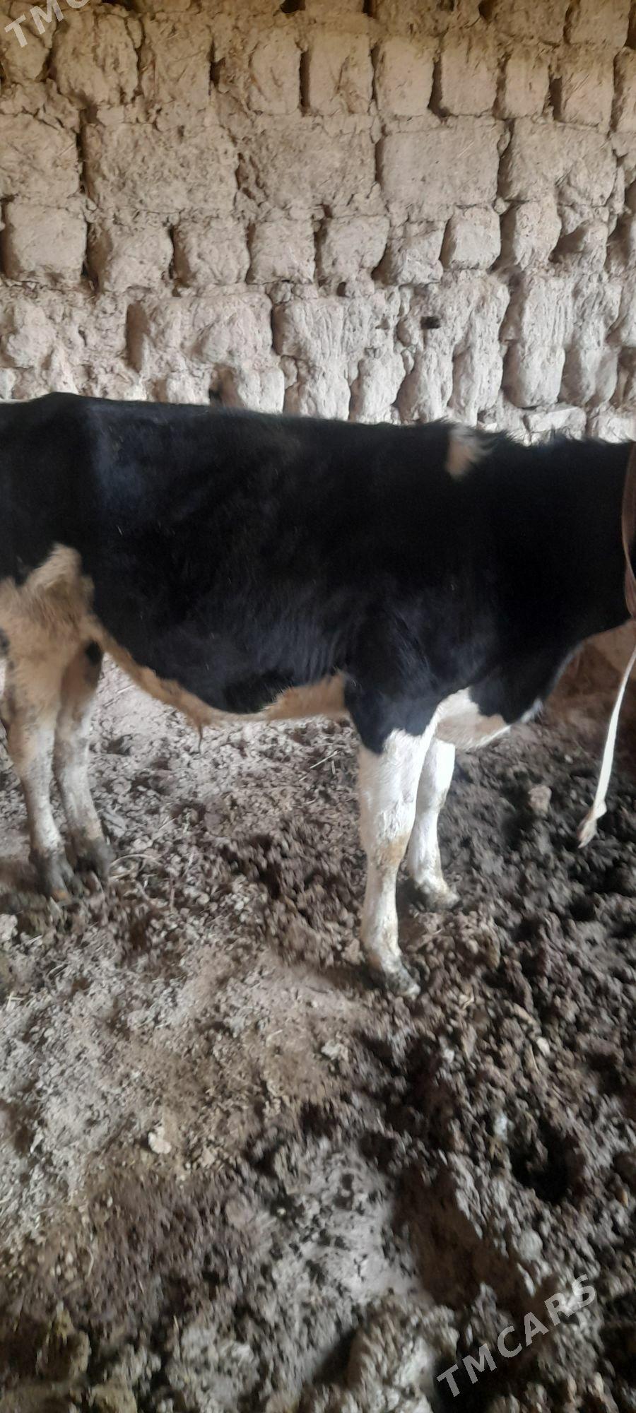 Ökuzça - Туркменабат - img 1