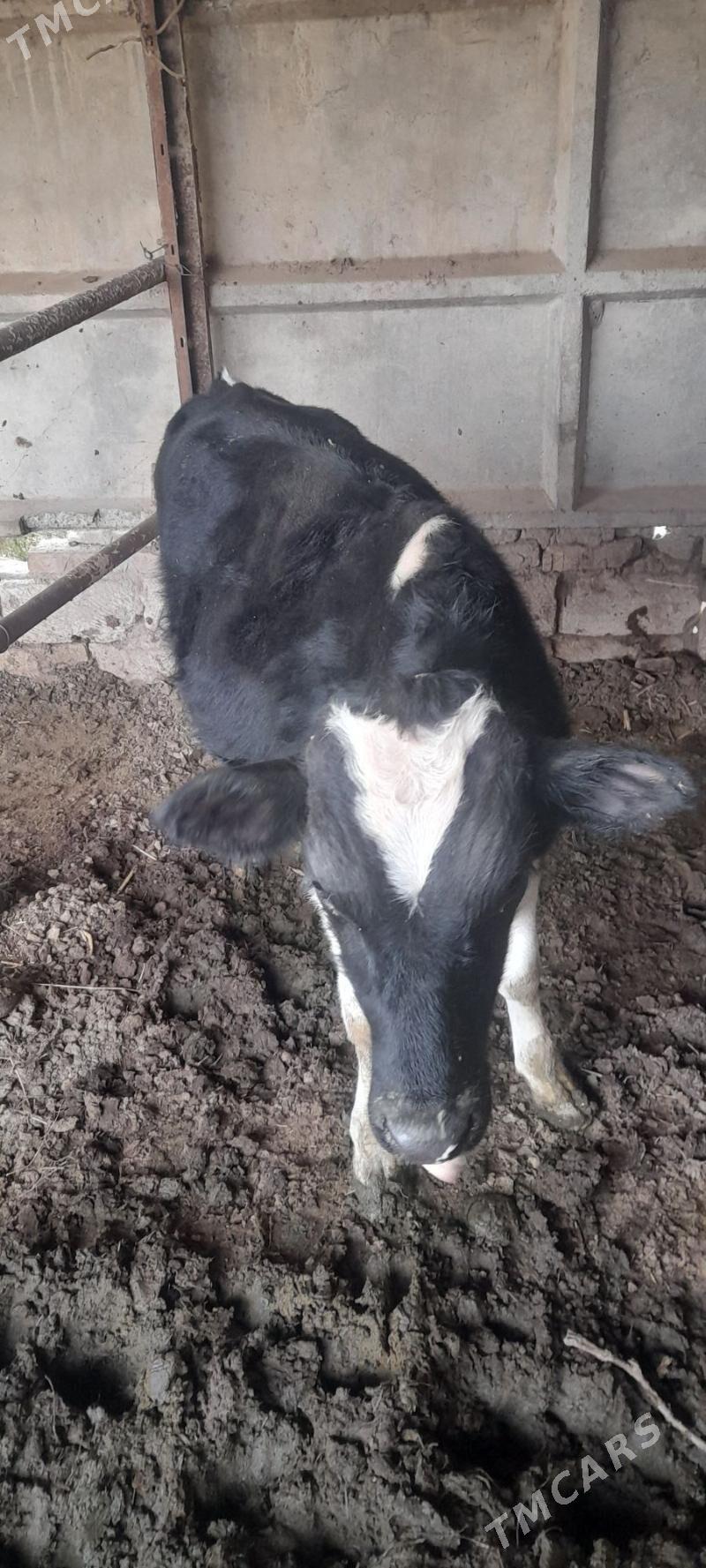 Ökuzça - Туркменабат - img 2