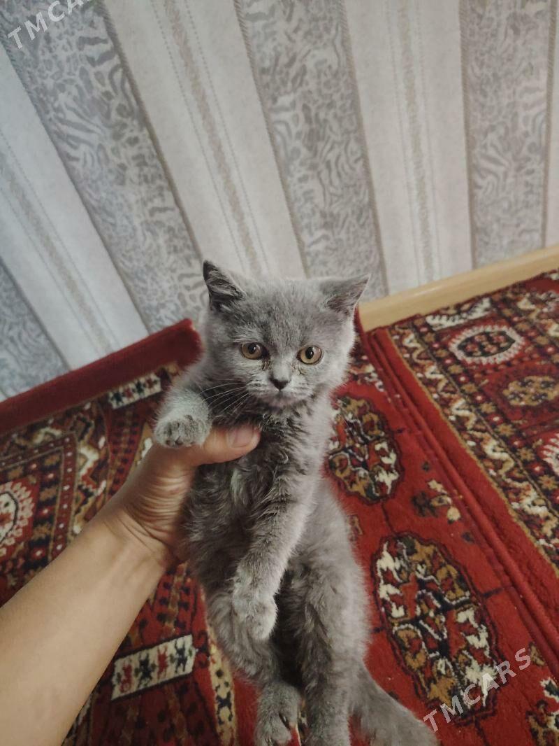 Paroda pişik - Daşoguz - img 3