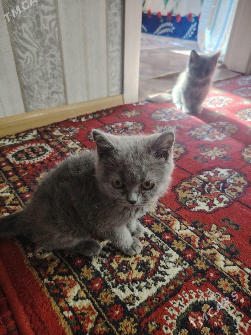 Paroda pişik - Daşoguz - img 4