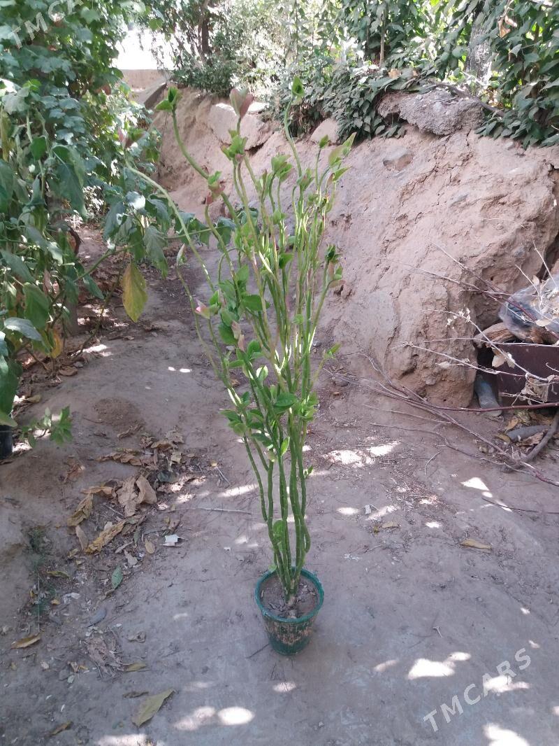 gul domasny - Ашхабад - img 1