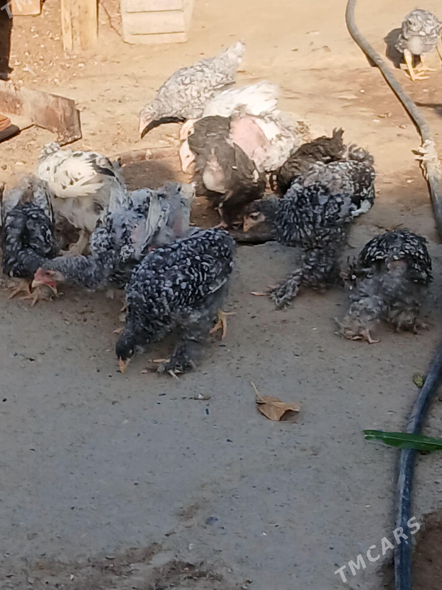 juje brama kohinhin - Aşgabat - img 1