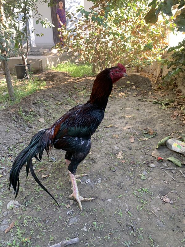 линия кел тохум - Дашогуз - img 4