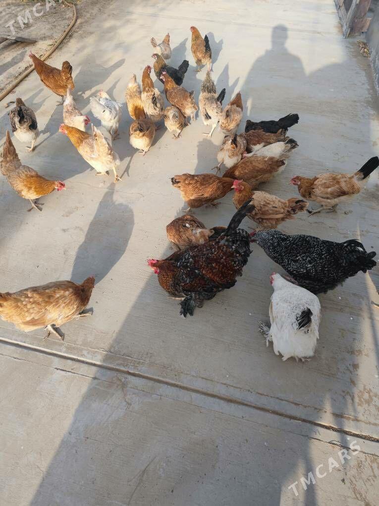 towuk - Ак-Бугдайский этрап - img 1