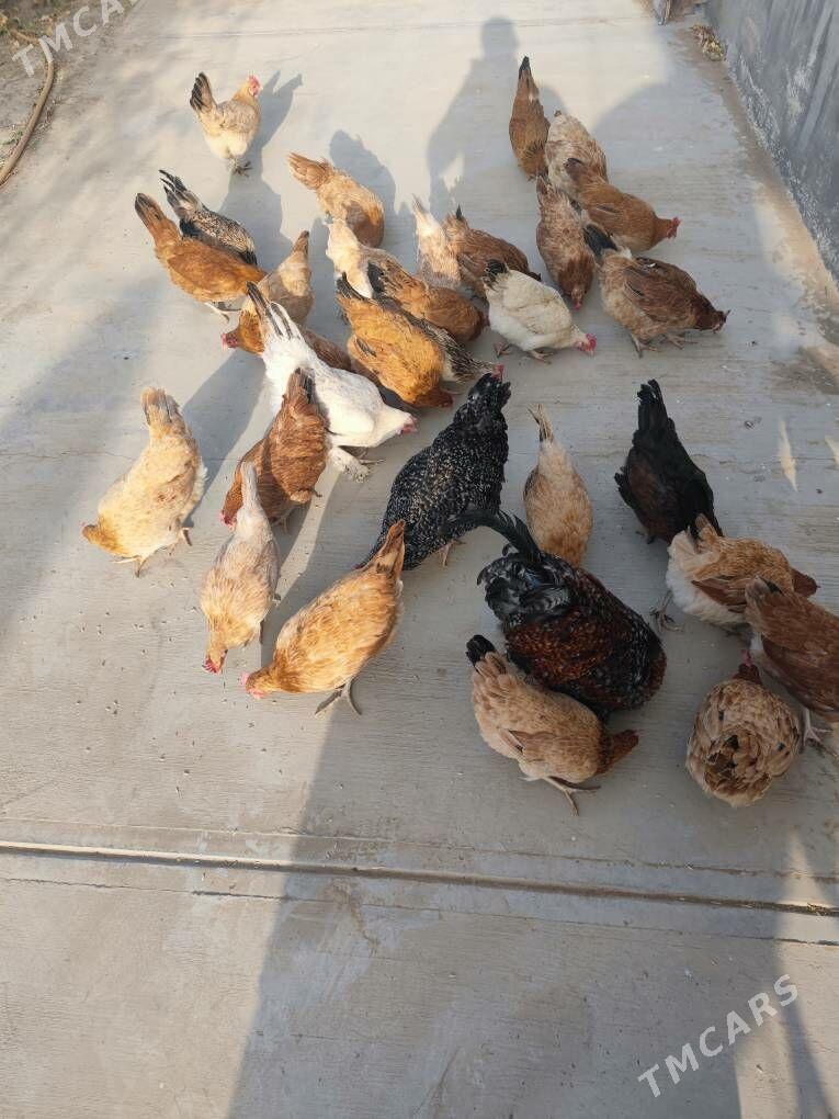 towuk - Ак-Бугдайский этрап - img 3