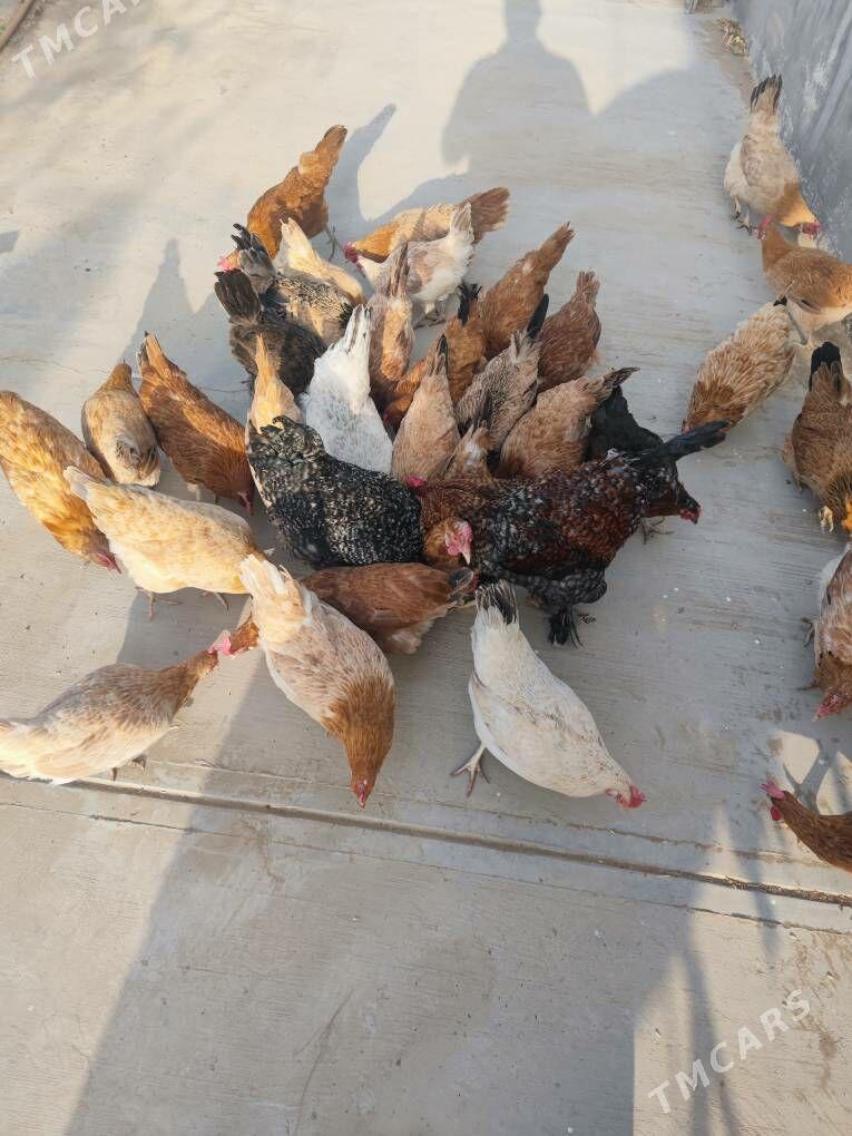 towuk - Ак-Бугдайский этрап - img 2