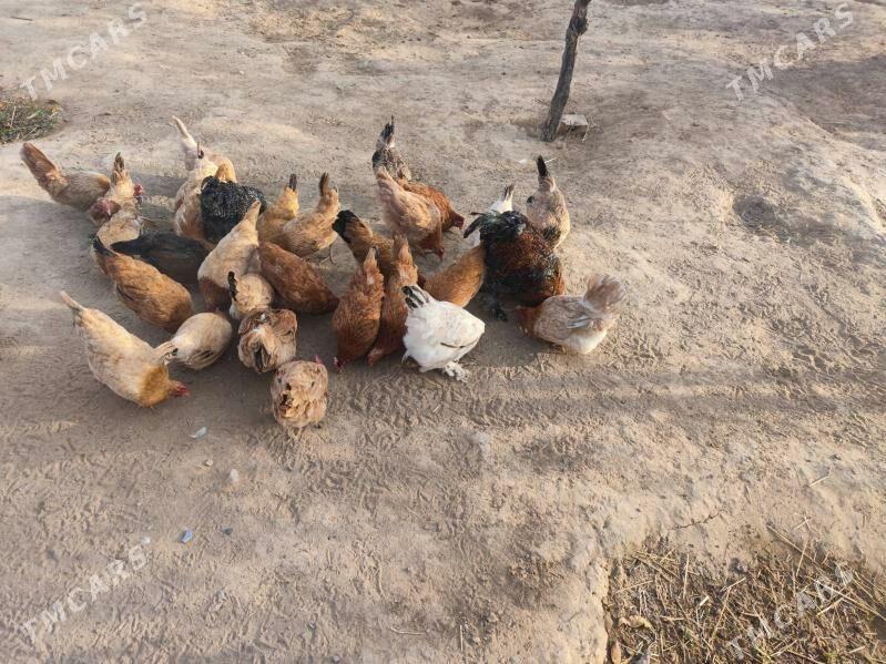 towuk - Ак-Бугдайский этрап - img 4