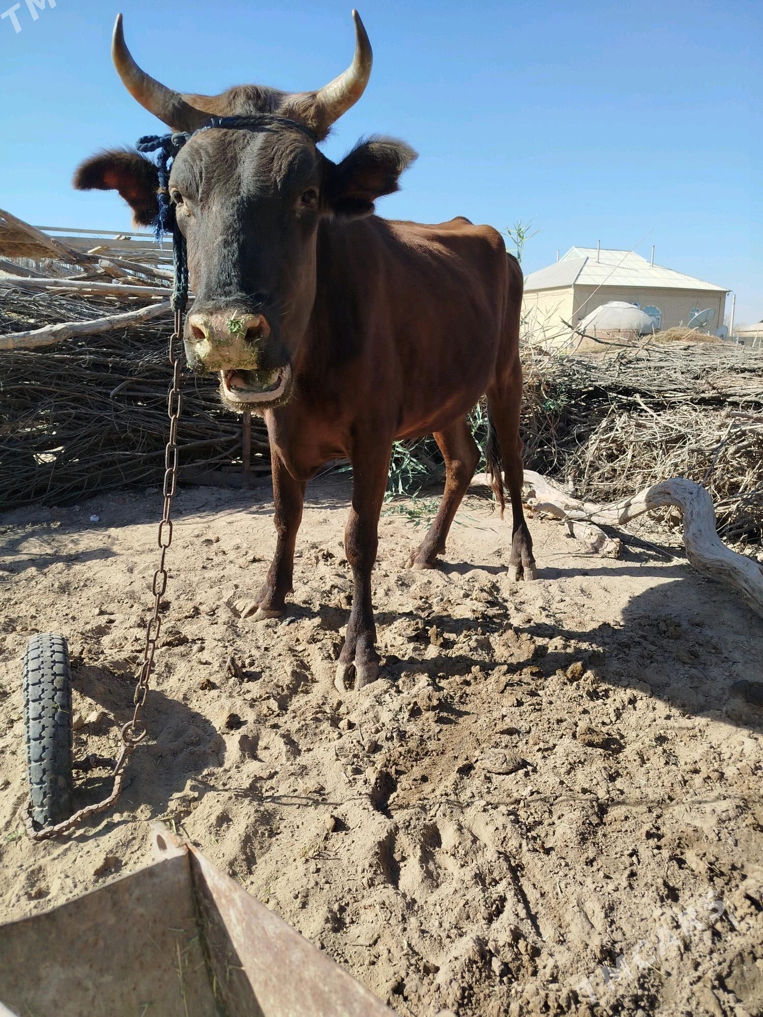 sygyr - Сакарчага - img 4