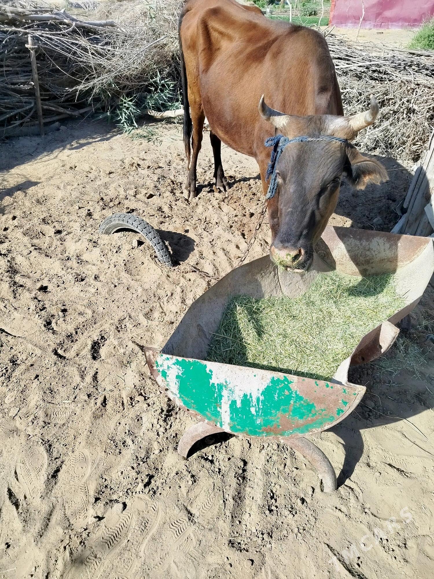 sygyr - Сакарчага - img 5