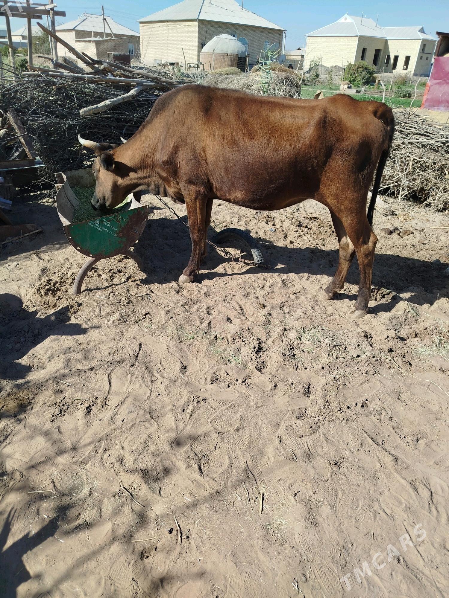 sygyr - Сакарчага - img 3