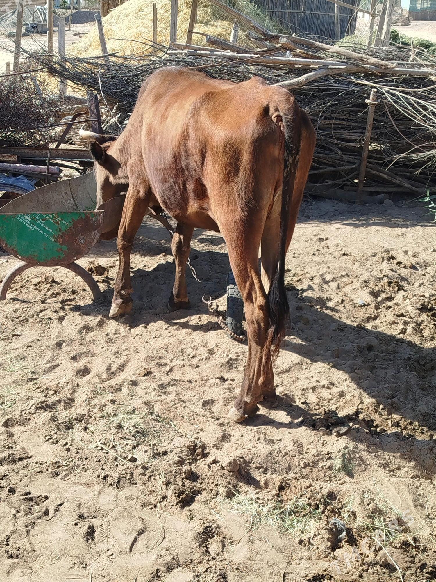 sygyr - Сакарчага - img 2