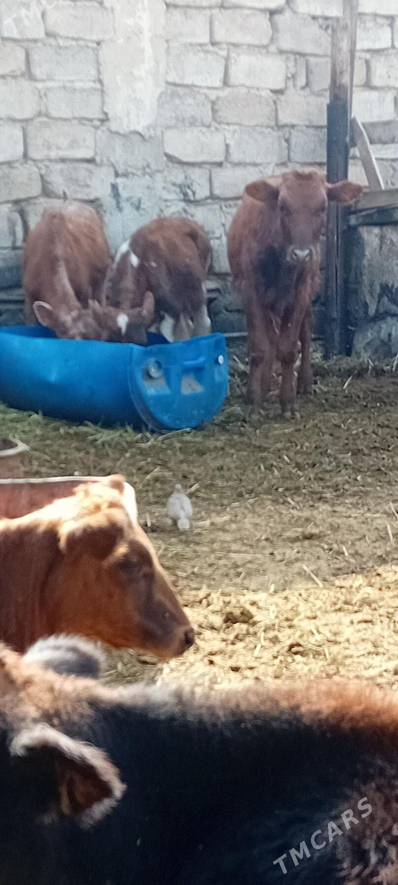 öküz tüwe öküzçe - Ашхабад - img 4