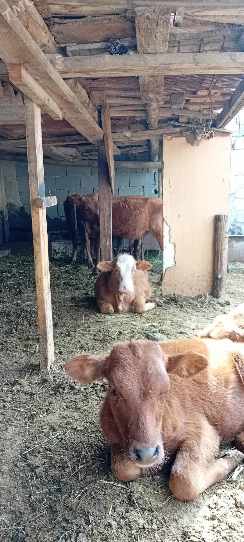 öküz tüwe öküzçe - Ашхабад - img 5