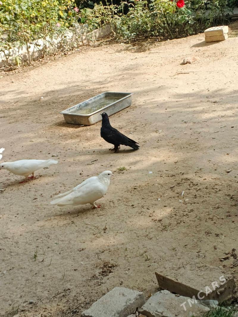 kepderi - 10 mkr - img 2