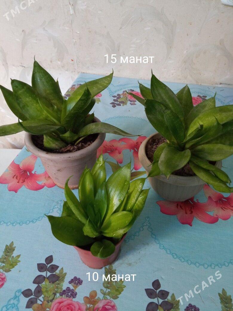 распродажа домашних растений - Kim raýon - img 5