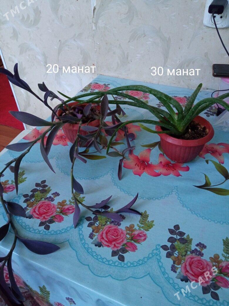 распродажа домашних растений - Kim raýon - img 2