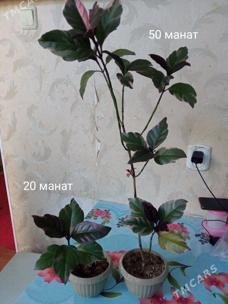 распродажа домашних растений - Kim raýon - img 3