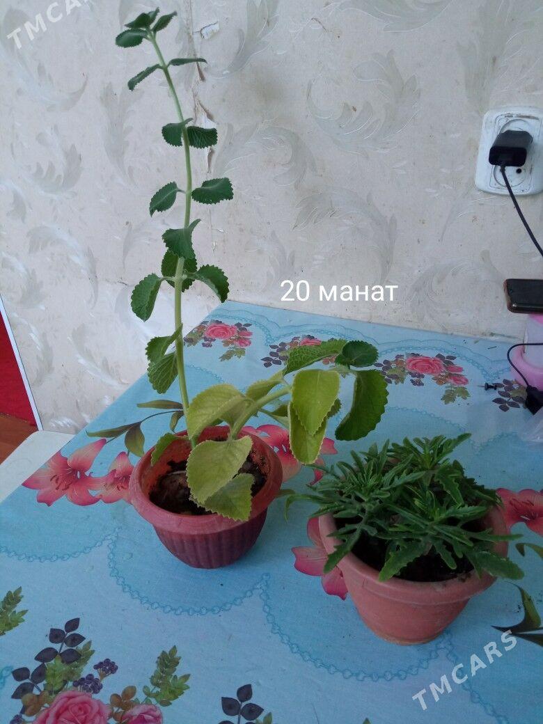 распродажа домашних растений - Kim raýon - img 6