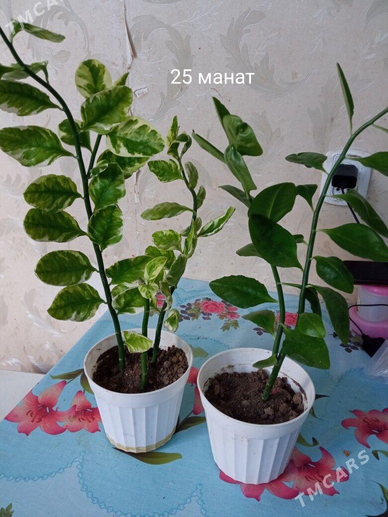 распродажа домашних растений - Kim raýon - img 1