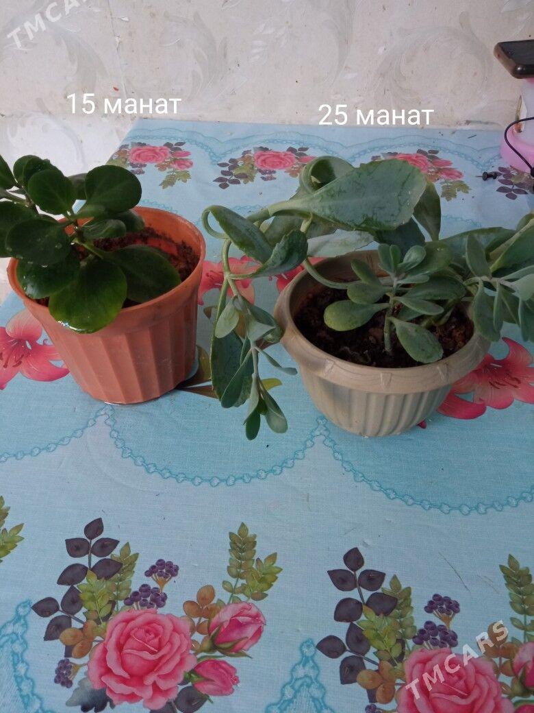 распродажа домашних растений - Kim raýon - img 4