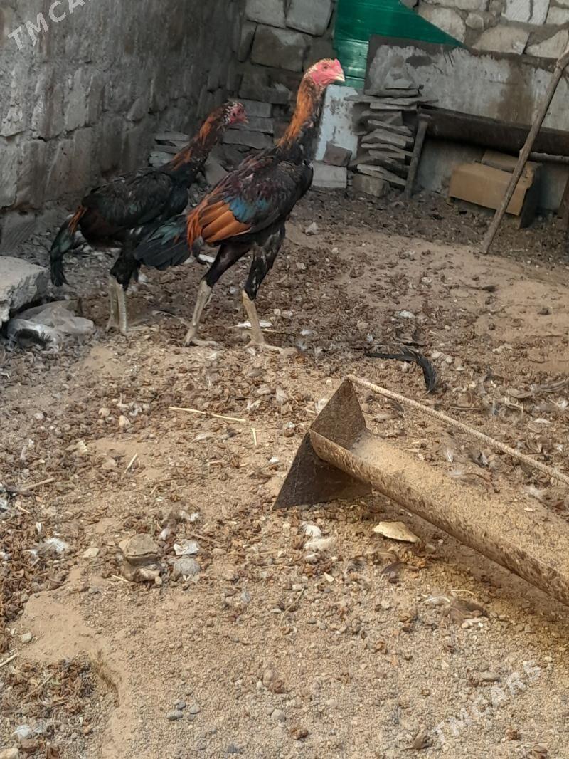 taskent - Türkmenbaşy - img 3