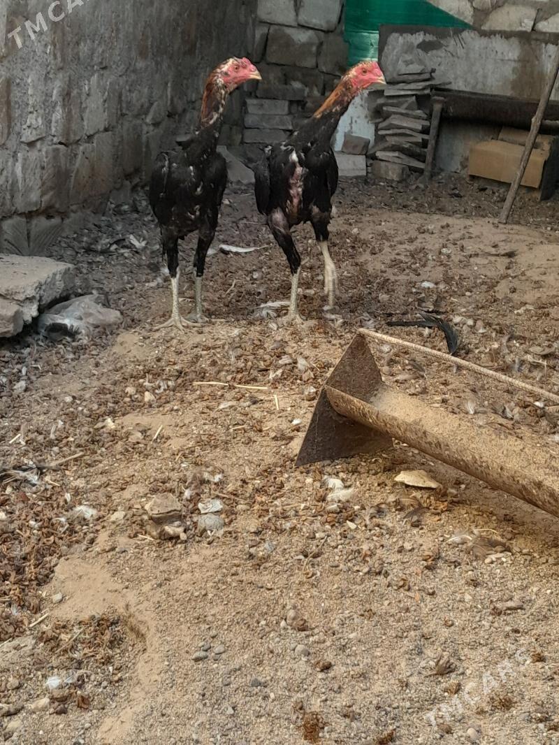 taskent - Türkmenbaşy - img 2