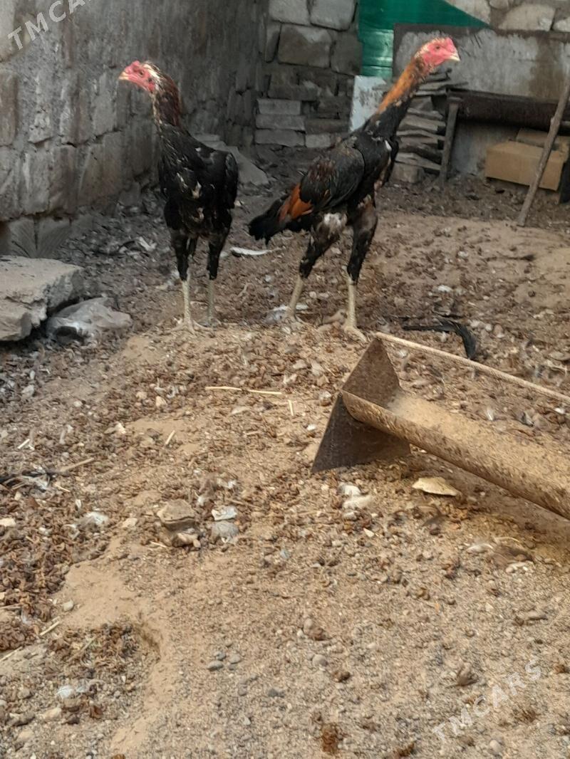 taskent - Türkmenbaşy - img 1