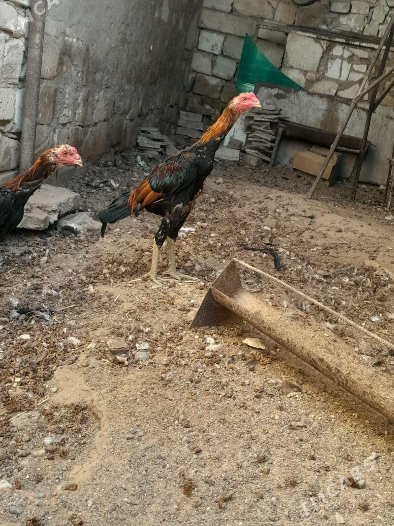 taskent - Türkmenbaşy - img 5