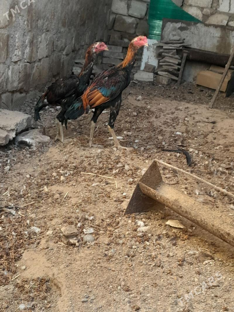 taskent - Türkmenbaşy - img 6